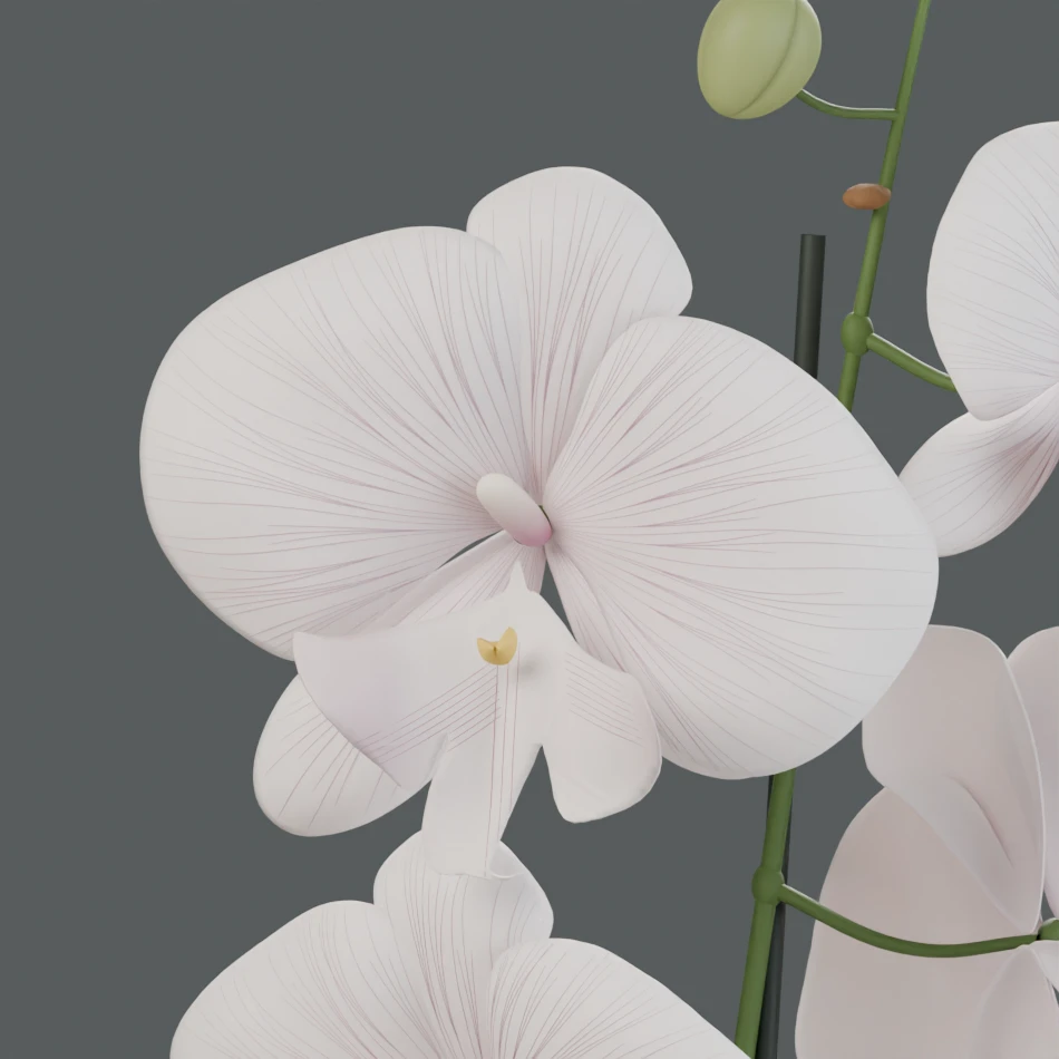 Nervios y pliegues modelados en la flor